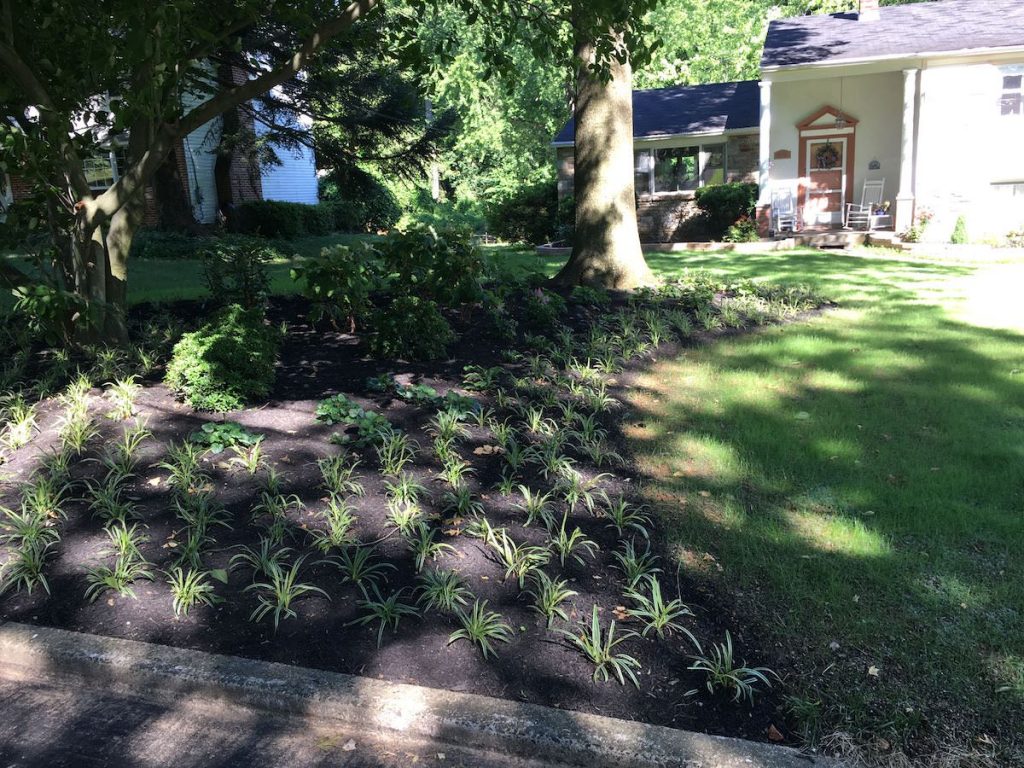 flower bed with new plants