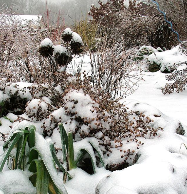 Read more about the article January Garden Tips