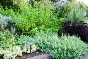 Read more about the article Herb Garden Basics