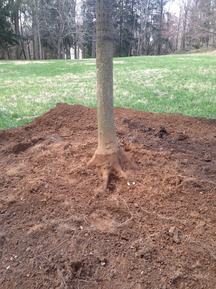 Read more about the article What is a root flare and why is it so critical when planting?