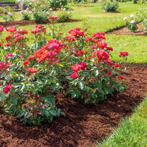 Flower Bed With Red Flowers