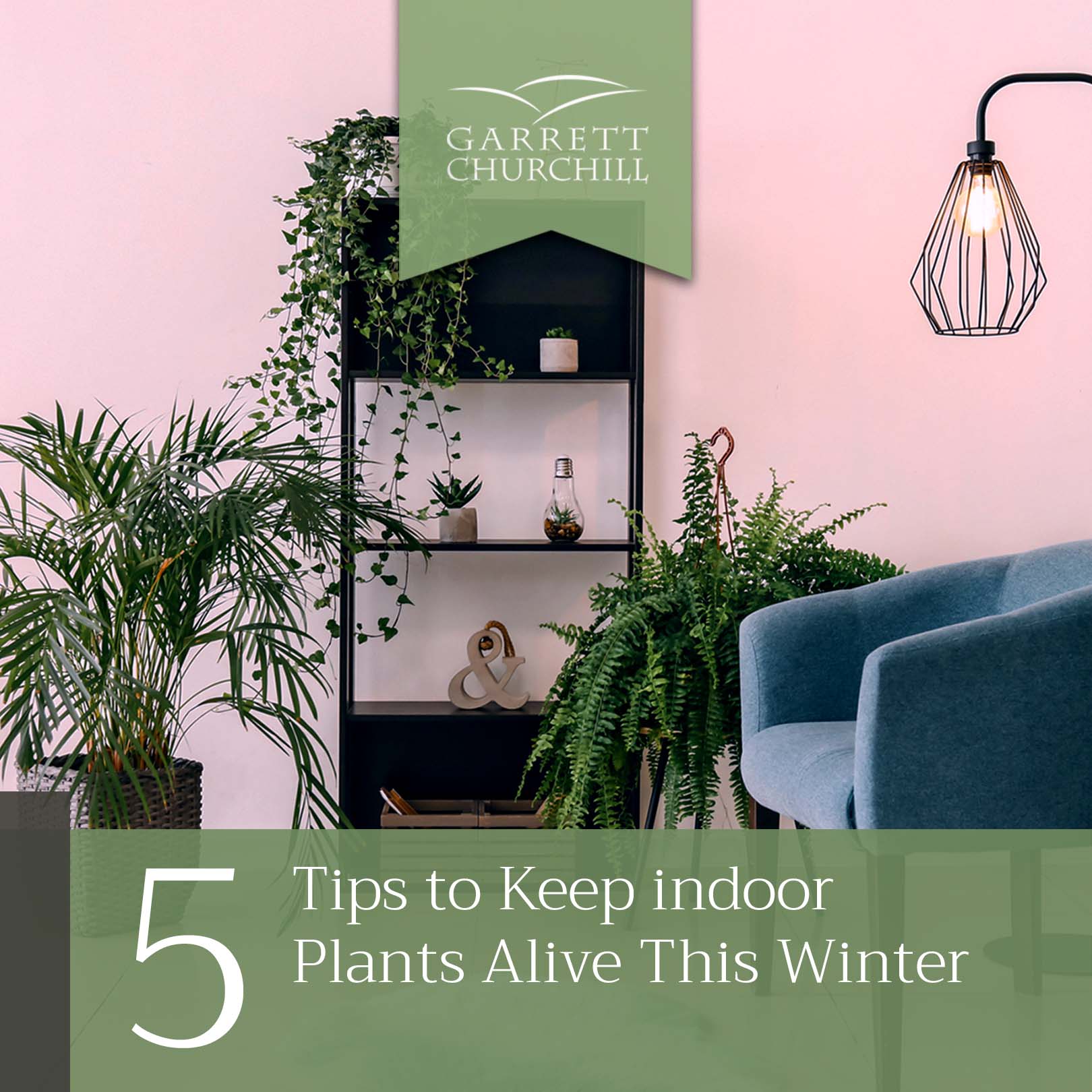 You are currently viewing 5 Tips to Keep Indoor Plants Alive This Winter