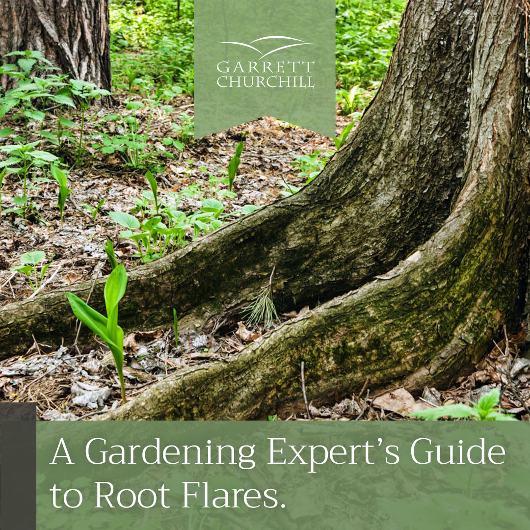 You are currently viewing A Gardening Expert’s Guide to Root Flares