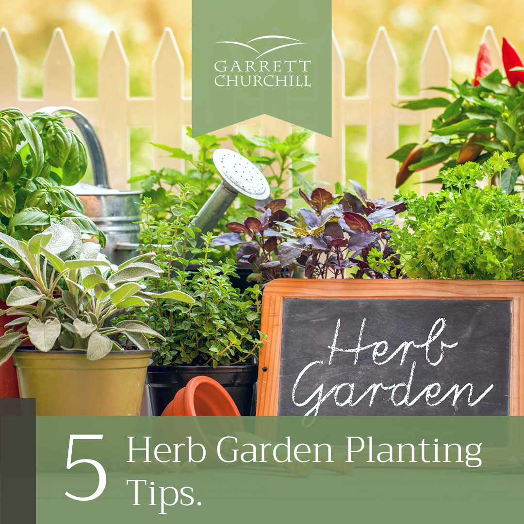 Read more about the article 5 Herb Garden Planting Tips