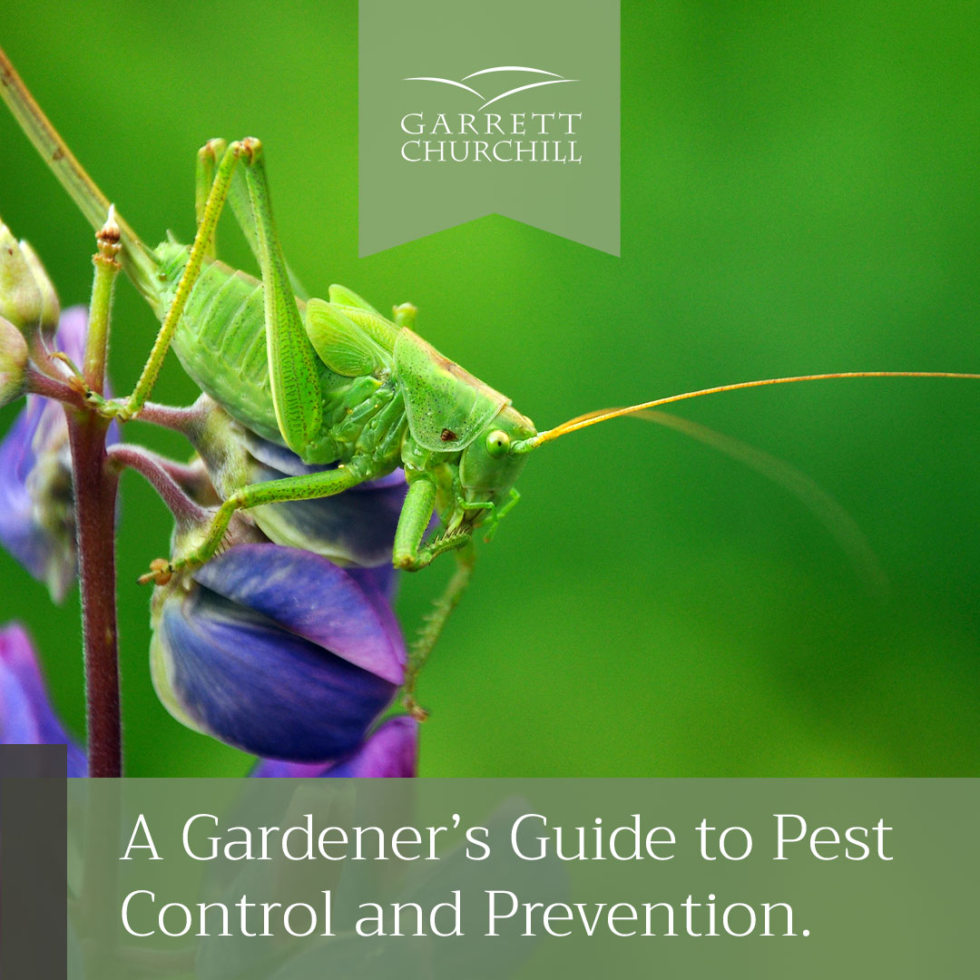 You are currently viewing A Gardener’s Guide to Pest Control and Prevention