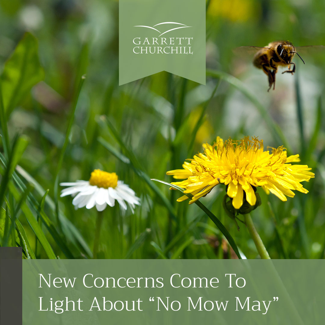 Read more about the article What is “No Mow May?”