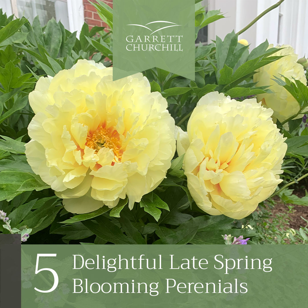 You are currently viewing Five Delightful Late Spring-Blooming Perennials