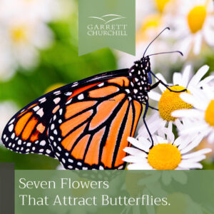 Read more about the article Seven Flowers That Attract Butterflies