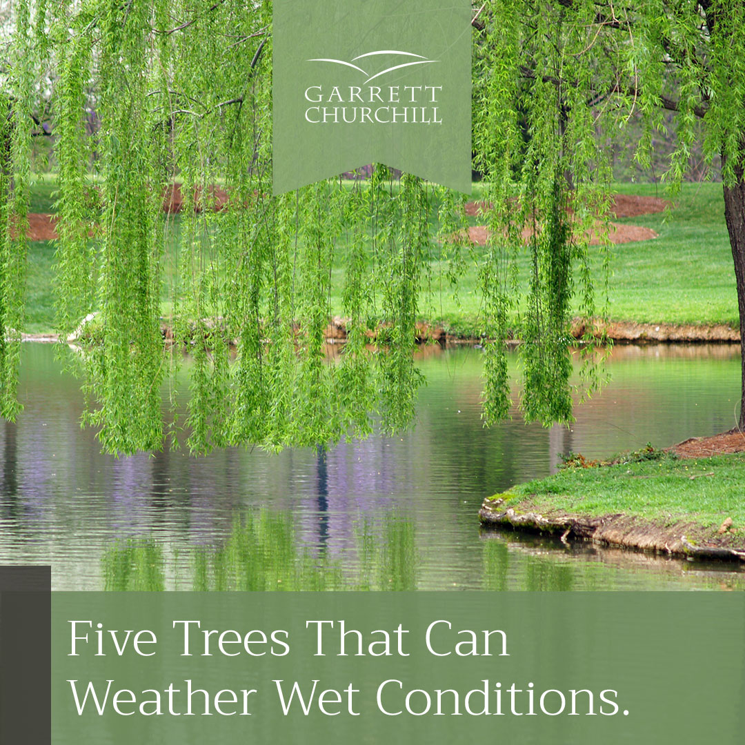 You are currently viewing Five Trees That Can Weather Wet Conditions