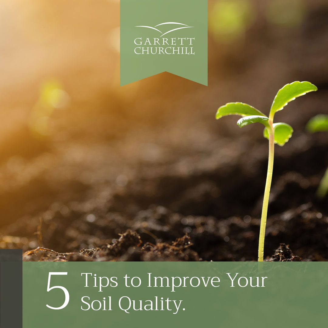 You are currently viewing 5 Tips to Improve Your Soil Quality