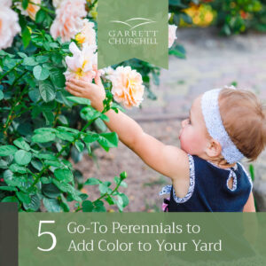 Read more about the article Five Go-To Perennials to Add Color to Your Yard