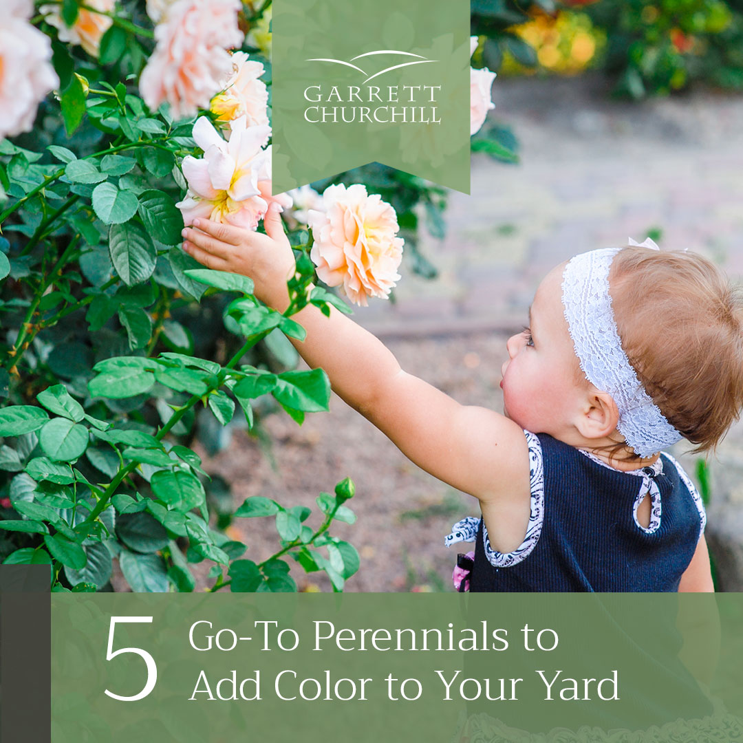You are currently viewing Five Go-To Perennials to Add Color to Your Yard