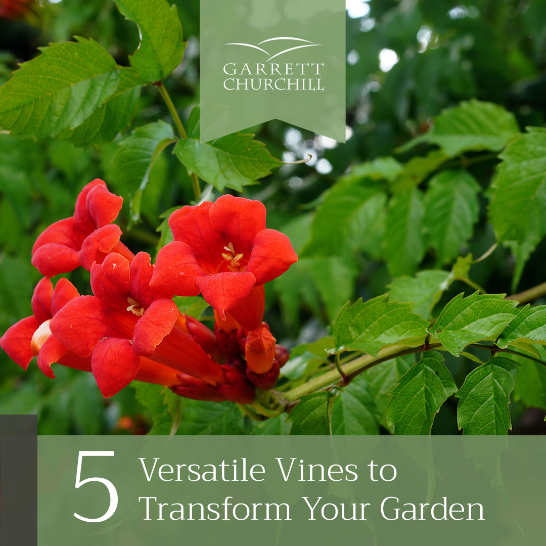 You are currently viewing Five Versatile Vines to Transform Your Garden