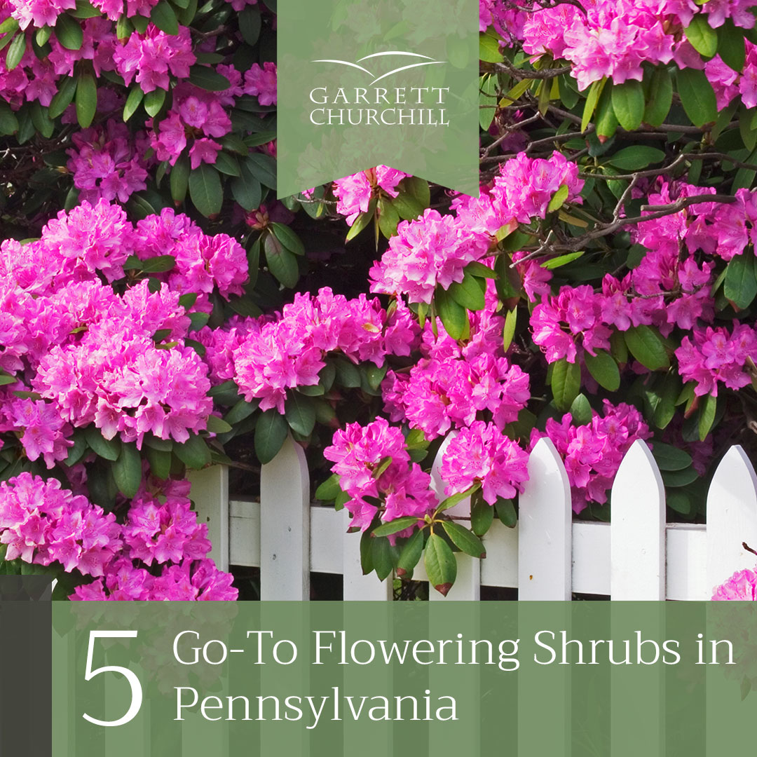 You are currently viewing Five Go-To Flowering Shrubs in Pennsylvania