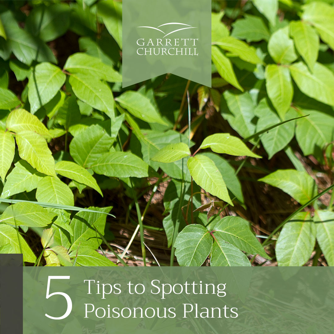 You are currently viewing 5 Tips to Spotting Poisonous Plants