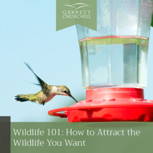 Read more about the article Wildlife 101: How to Attract the Wildlife You Want