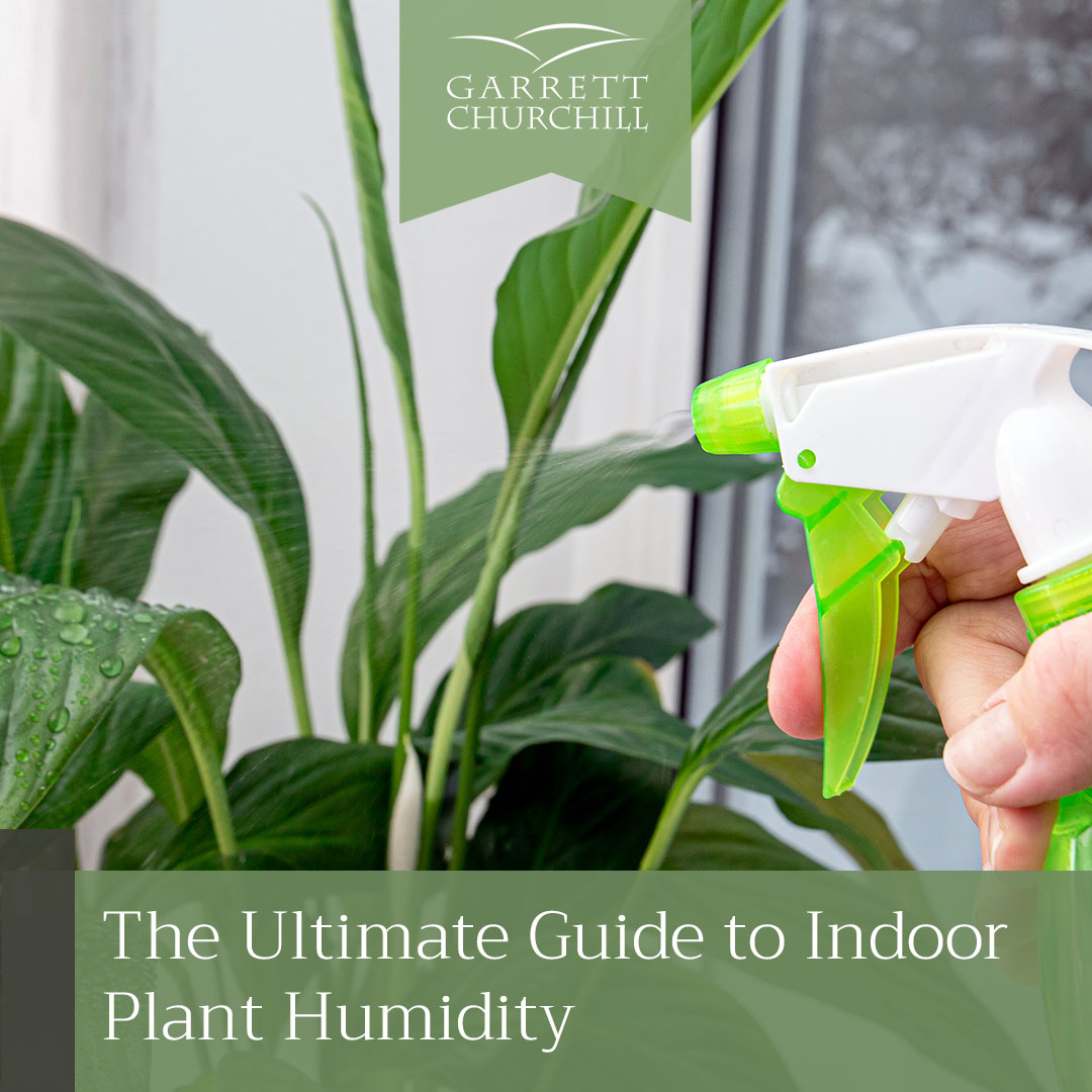 You are currently viewing The Ultimate Guide to Indoor Plant Humidity