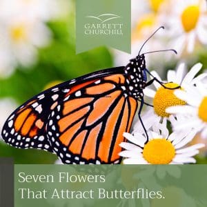 Attract Butterflies