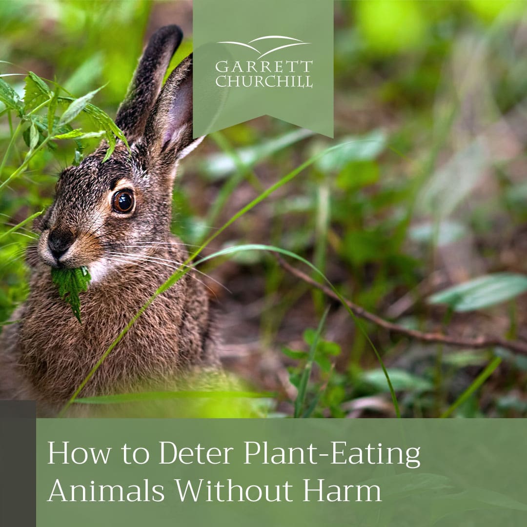 Deter Plant-Eating Animals