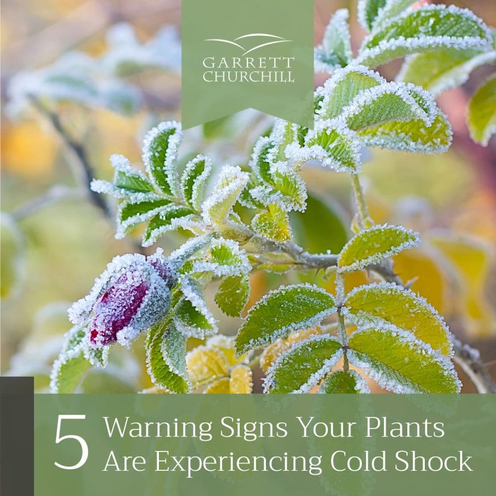 5 Warning Signs Your Plants Are Experiencing Cold Shock