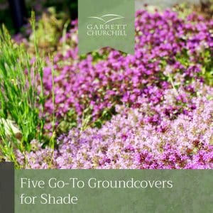 Groundcovers