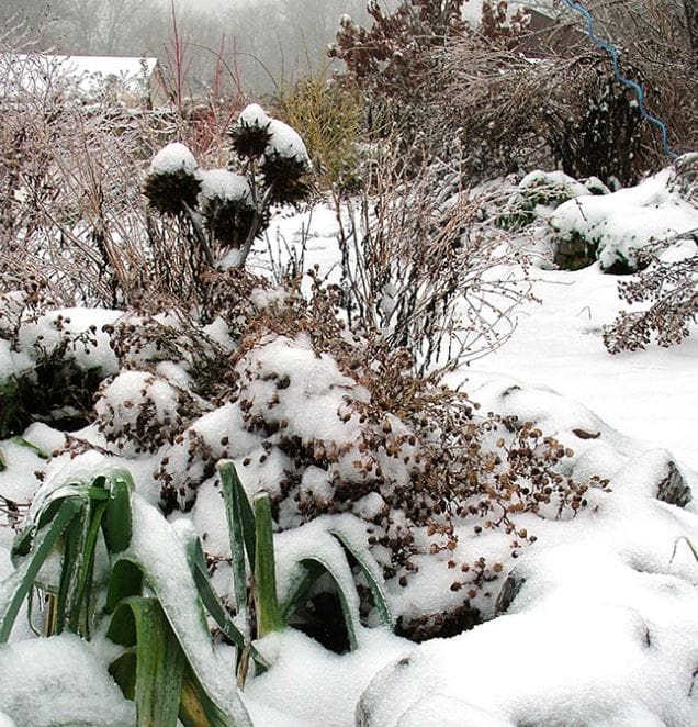 plants with snow on them