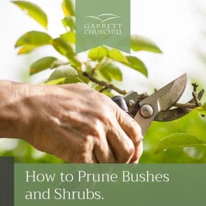 Prune Bushes Shrubs