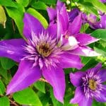 clematis.jpg