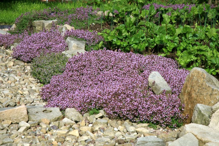 little purple flower bush