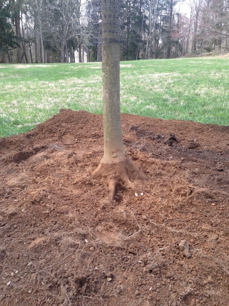 land that has been dug up around tree roots