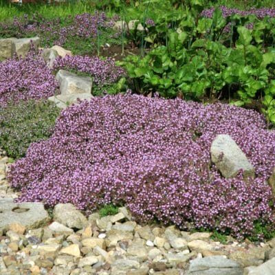 little purple flower bush